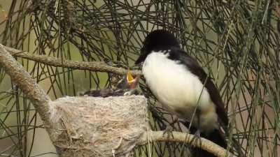 Willie Wagtail on parental duties