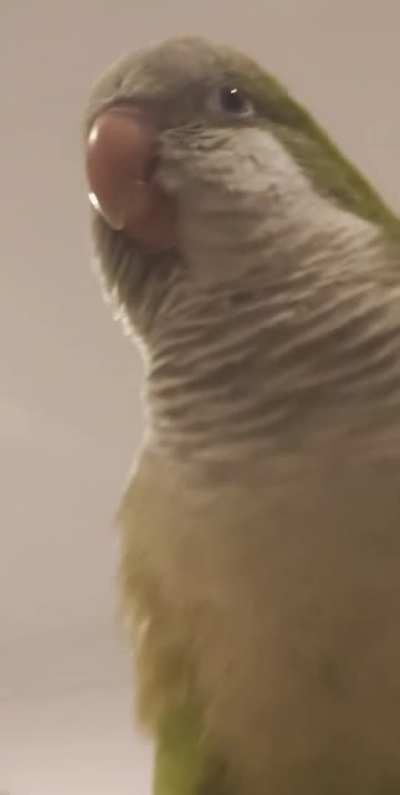 &aelig;
