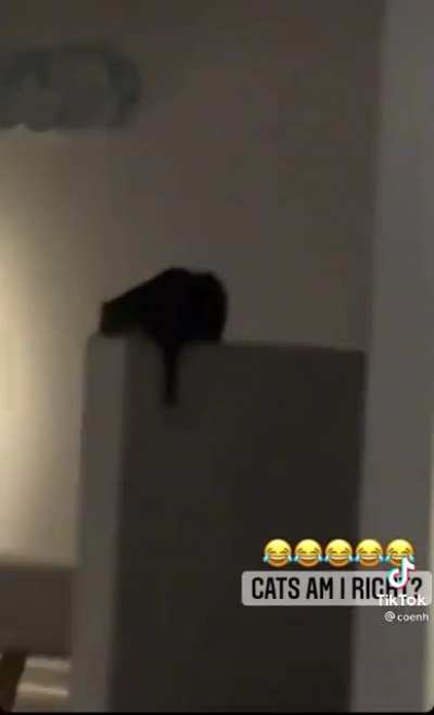 Cats get bored..