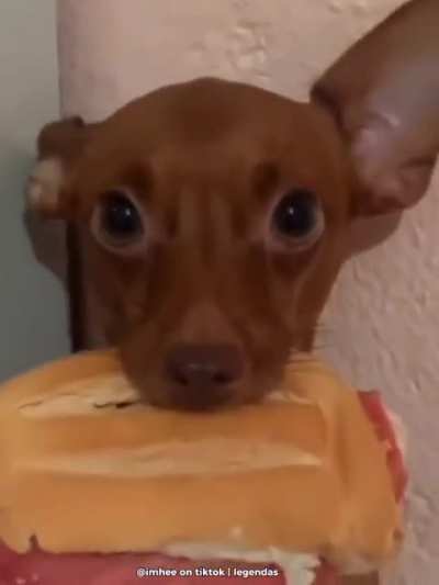 cachorro chupetao 