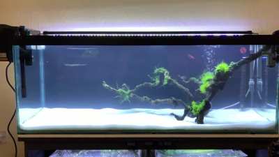 New Betta tank. I heard they need space to swim so I got her this 60 gallon
