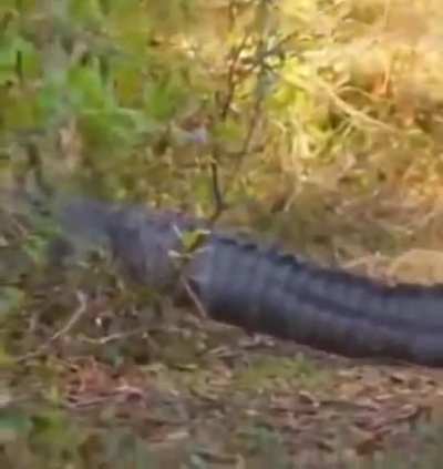 You've seen animals on capybaras. But what about a capybara ON a gator?