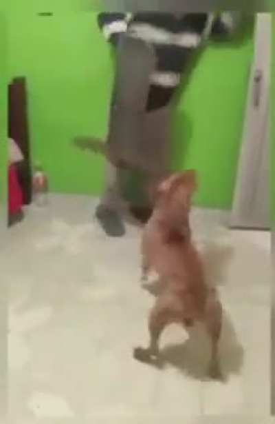 Machete dog