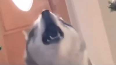 Canine Opera
