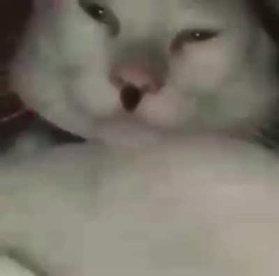 this cat is not cool