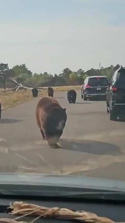 of a herd of bears