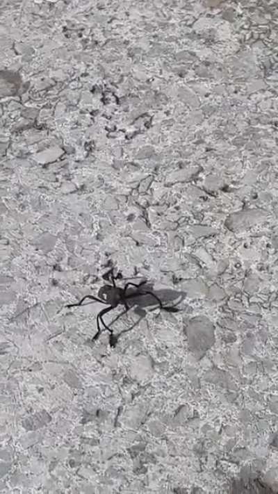 Found this guy walking in my school's courtyard. Concepci&oacute;n, Chile. About 2 inches.