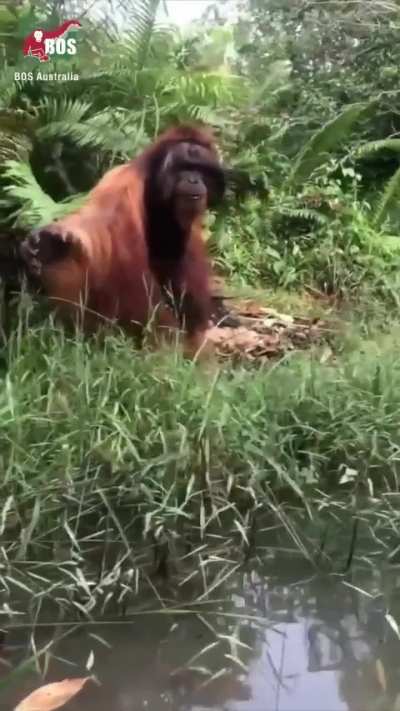 Imagine seeing this majestic creature in the wild.