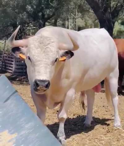 No es IA, realmente existe un toro blanco con los cojones rosa. Se trata de Malvestido, un toro ensabanado de la ganader&iacute;a El Soldado de C&aacute;diz.