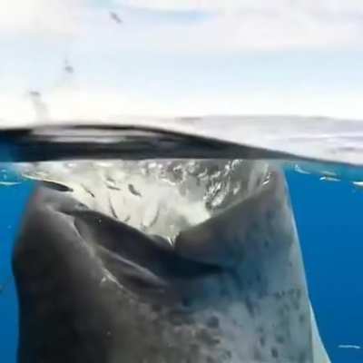 🔥 The way whale sharks eat.