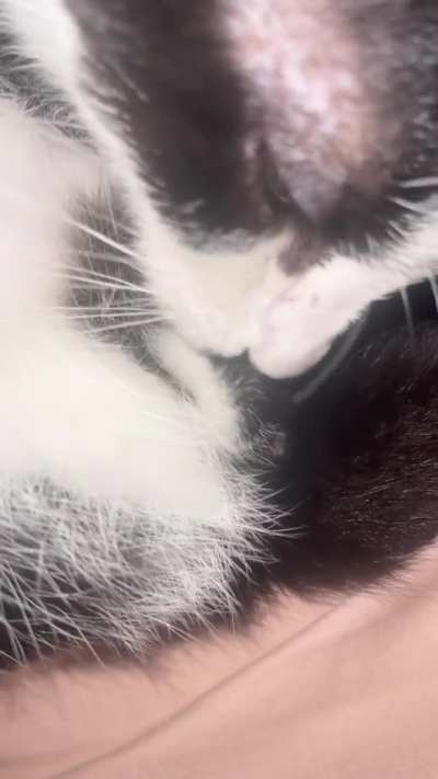 I&rsquo;m disgusted. Do anyone else&rsquo;s male cats do this?