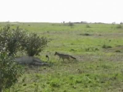 A jackass jackal nips a resting lion's tail and skedaddles, lion's like "wtf!"