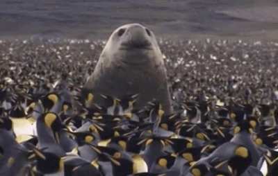 The Southern Elephant Seal is the largest member of the clade Pinnipedia and the order Carnivora, as well as the largest extant marine mammal that is not a cetacean