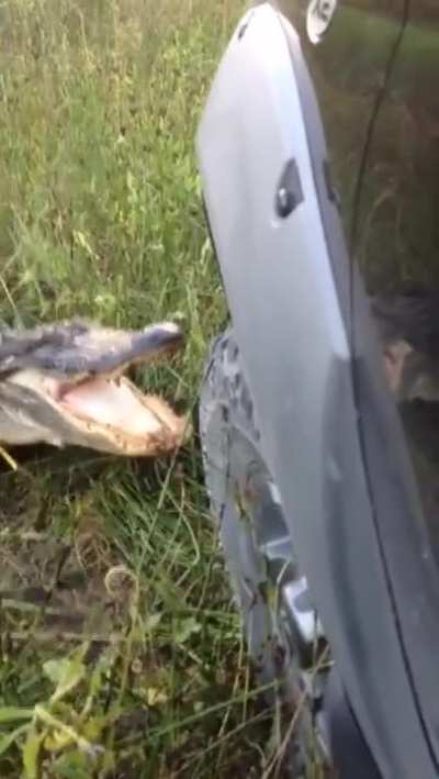 Don't mess with gators