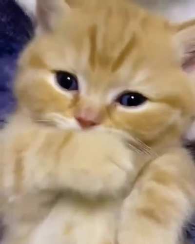 Немного милоты