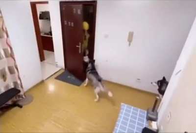 Akıllı k&ouml;pke lassie ve garip kont