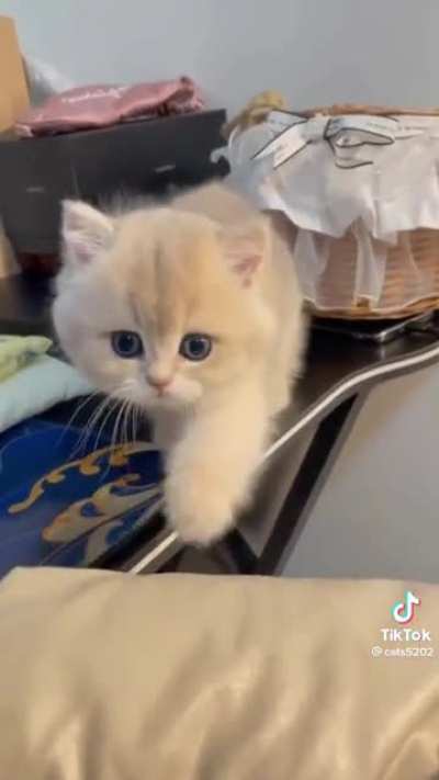 Gato