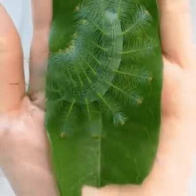 🔥 I thought this caterpillar looked pretty cool