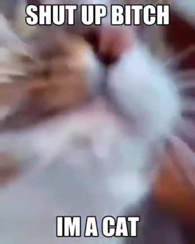 I&rsquo;m a cat