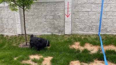 The gecko is dead. Base your SPY bets on which side of the lawn my dog shits on.