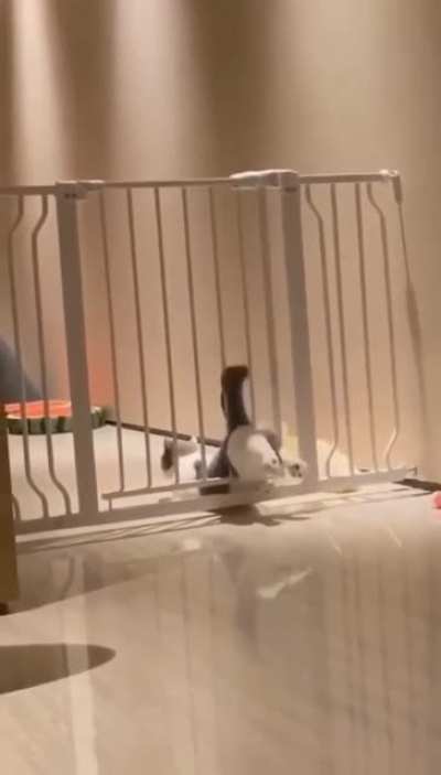 Not all cats are liquid