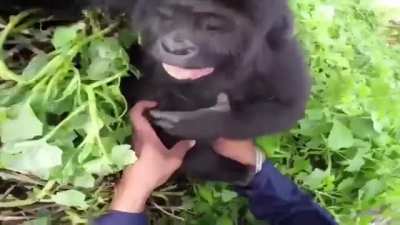 A man and nice boots and a gorilla bonding.