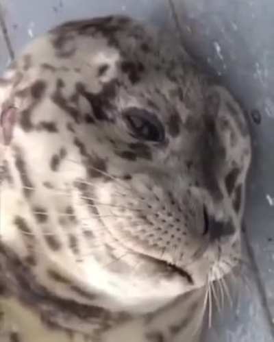 Blep