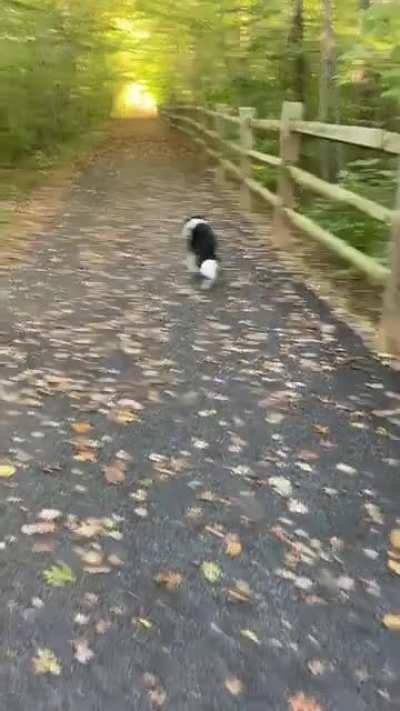 Good doggie always checks back on me to confirm I&rsquo;m not too far behind.
