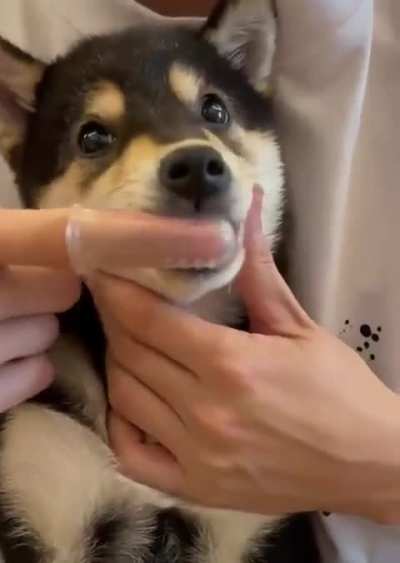 puppy spa day!!