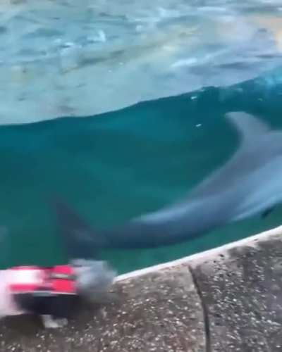 He made a new best friend