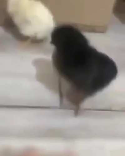 ducks are so cute (white ones)