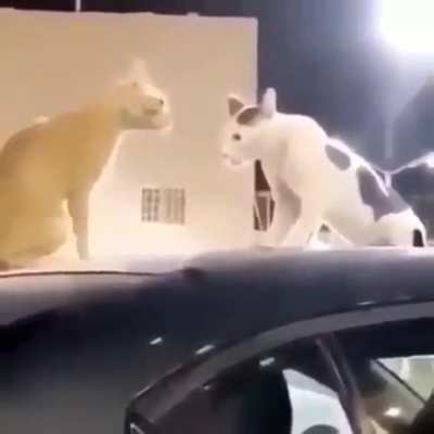 Sus