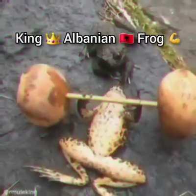 King Albanian Frog 💪