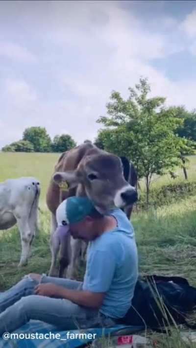 A peaceful moment out in the field with the cows