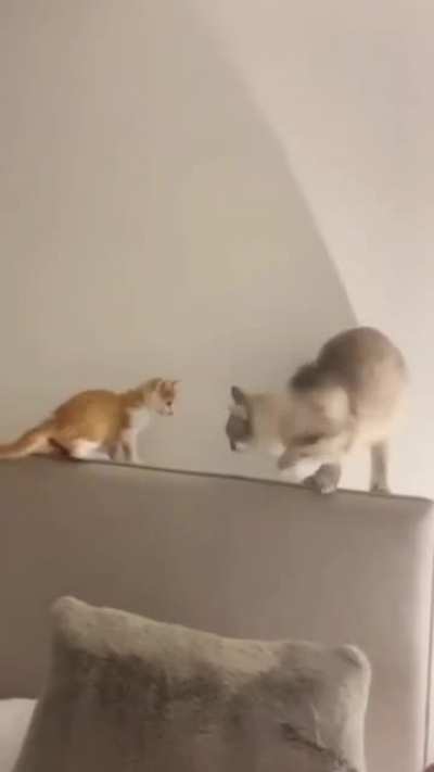 Slap for Slap