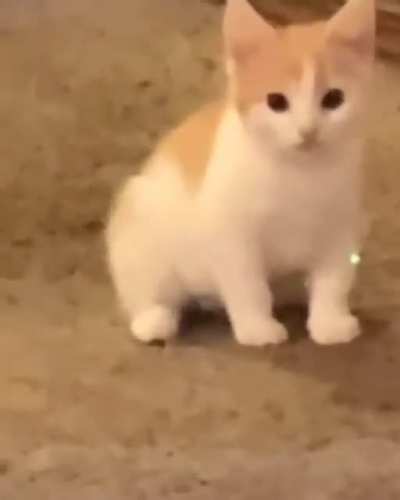 Ayo kittens