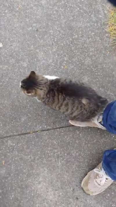 My grandmothers kitty