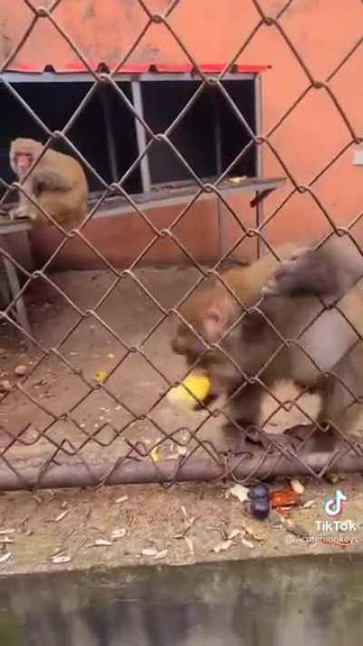 Mad Monkey 🙊