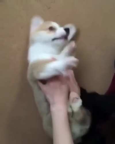 No, NO! I'm being ambushed!! ...do it again.