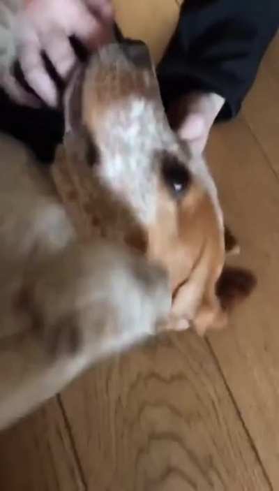 Her happy scream