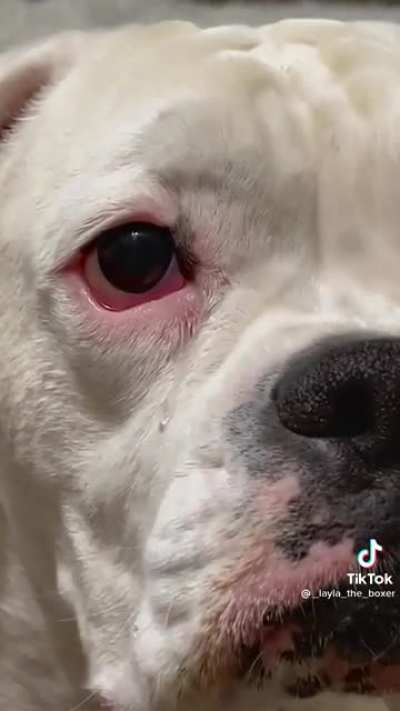 When the treat gets broken in half