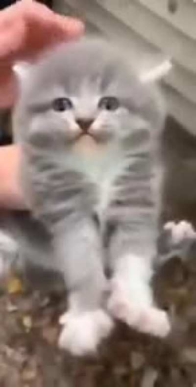 Miaaaaaaaaaaaaaaaa