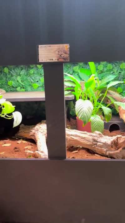 Lucy&rsquo;s new enclosure
