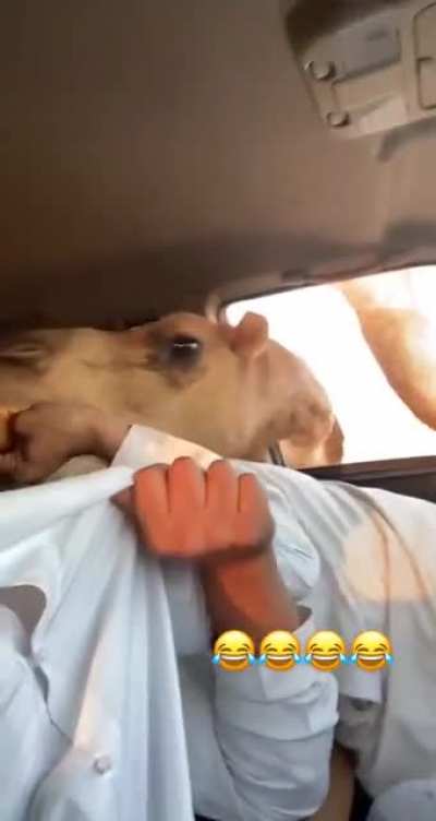 Feeding the camels