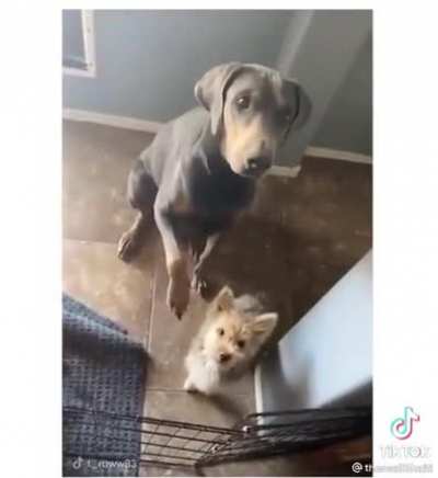 Sityoassdown