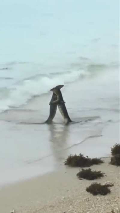 Two Monitor Lizards Hugging.