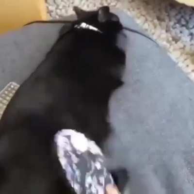 spanking the cat 2