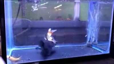 Fish eats another fish of equal Size