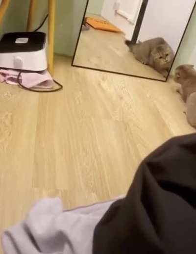 Mirror, mirror, on the wall