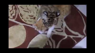 Cat knew his future is no more when he grabbed its neck
